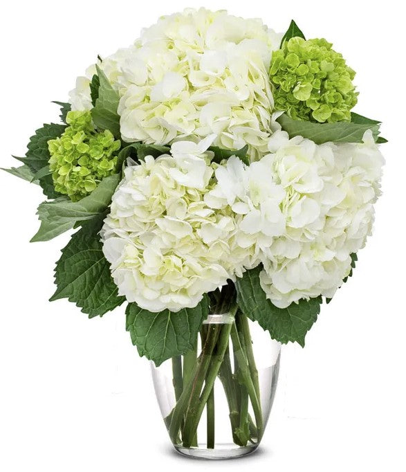 White & Mini Green Hydrangea Bouquet - Benzie Gifts